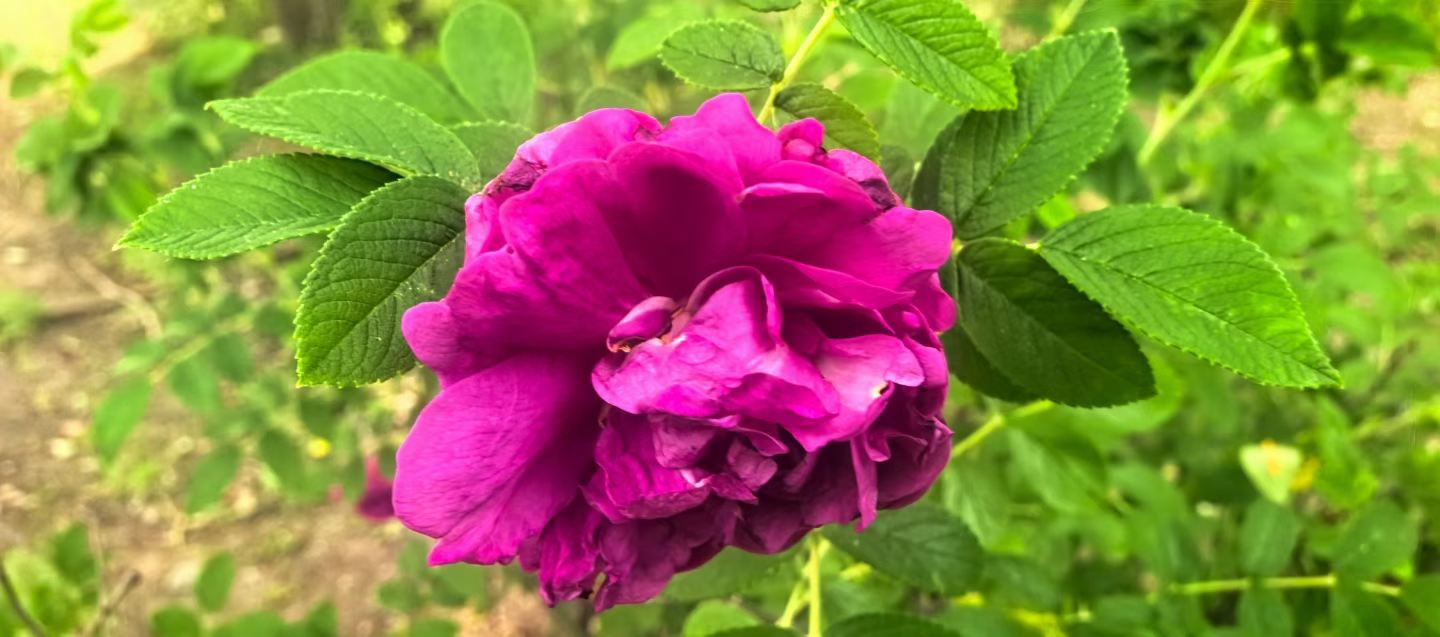 胜天堂际-胜天平台「成绩优美生涯」